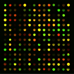 microarray